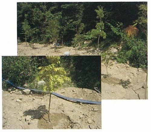 庵治石の丁場・植林.jpgのサムネール画像